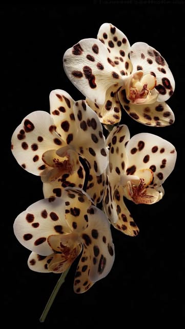 Palm Beauty on Instagram: May be an image of Vanda orchid, orchid, lily and text
